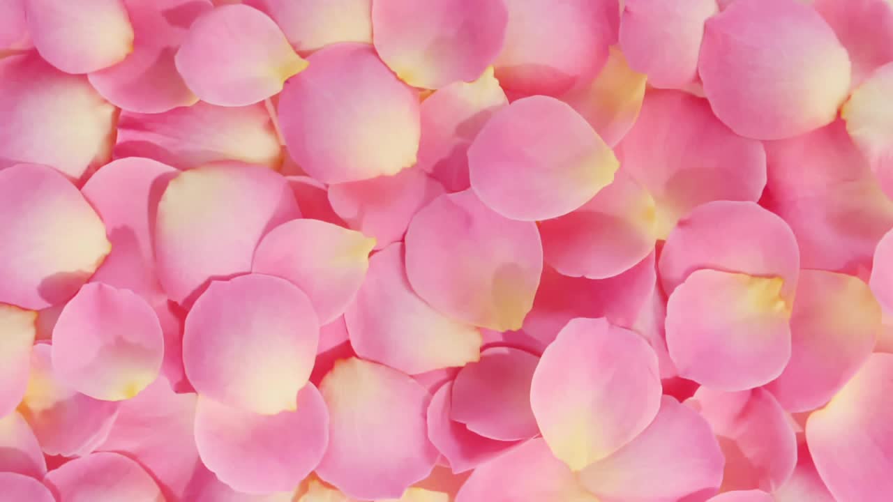 玫瑰花瓣被風(fēng)吹在柔和的米色背景上。太陽(yáng)和陰影。反射陽(yáng)光和陰影在慢動(dòng)作。情人節(jié)質(zhì)感。