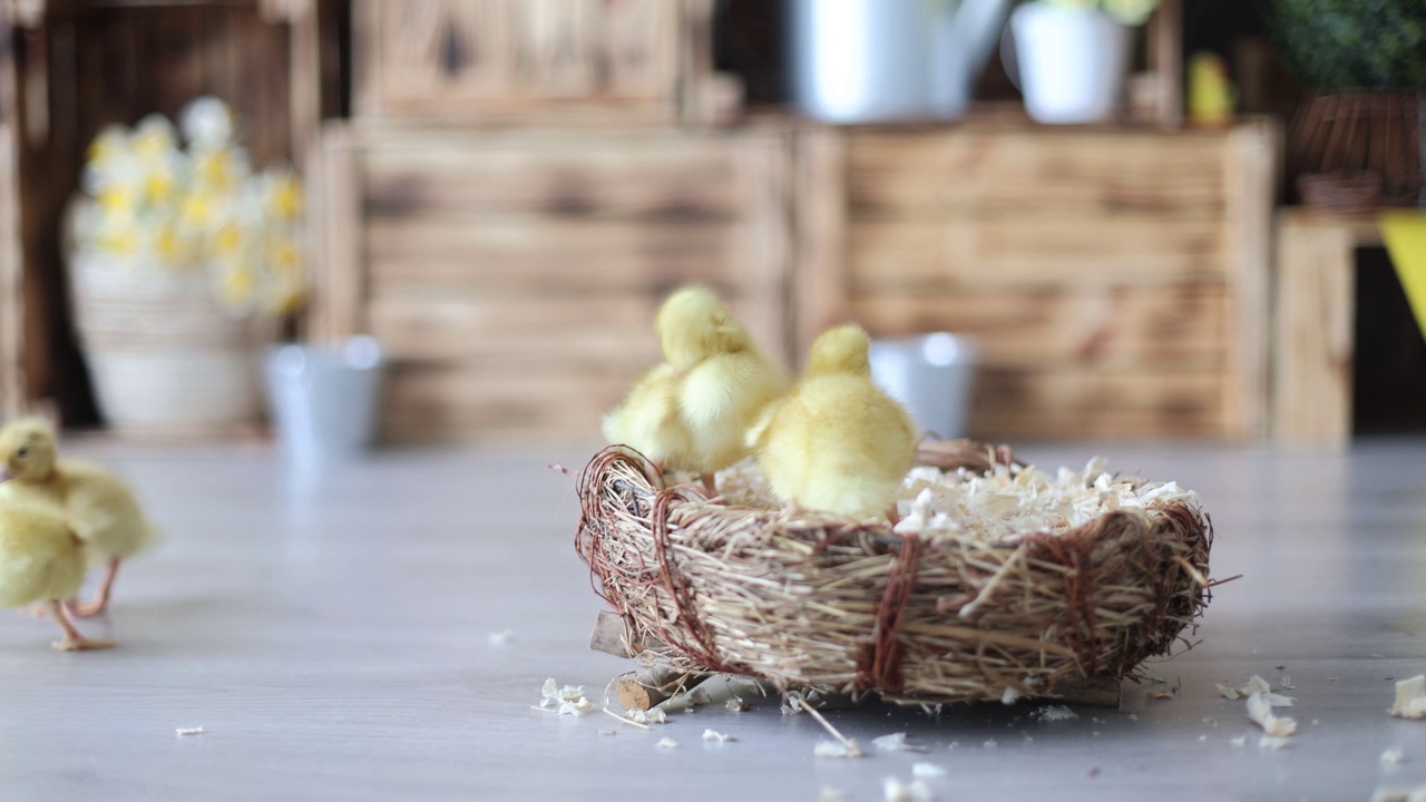 詳情圖-美麗的小鴨子，可愛(ài)的毛茸茸的動(dòng)物鳥(niǎo)