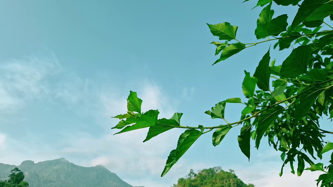 蓝天白桑树，桑树，桑属，桑科