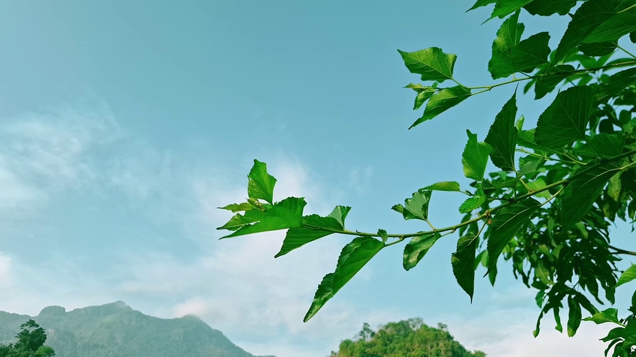 详情图-蓝天白桑树，桑树，桑属，桑科