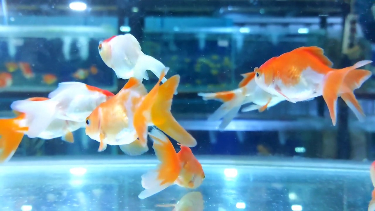 在装饰鱼店的人造灯光下，在水箱或水族馆里游泳的小鱼或金鱼的镜头