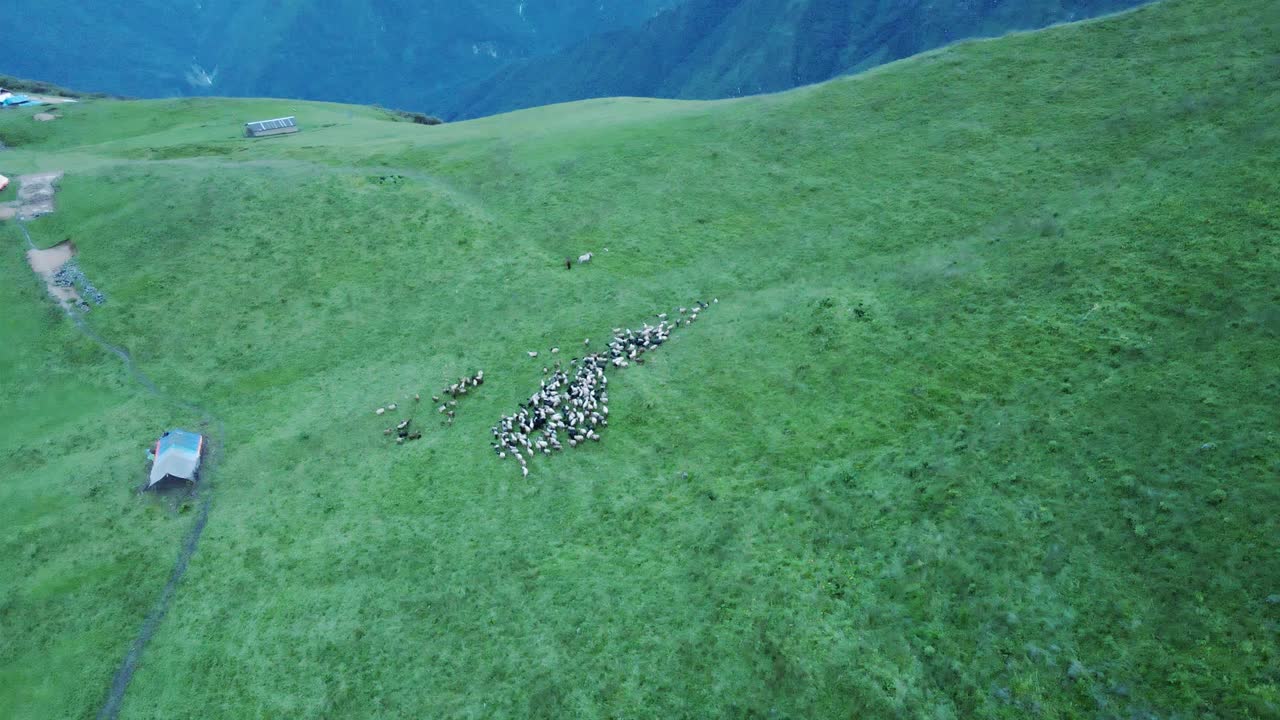 古里山上的绿地和羊