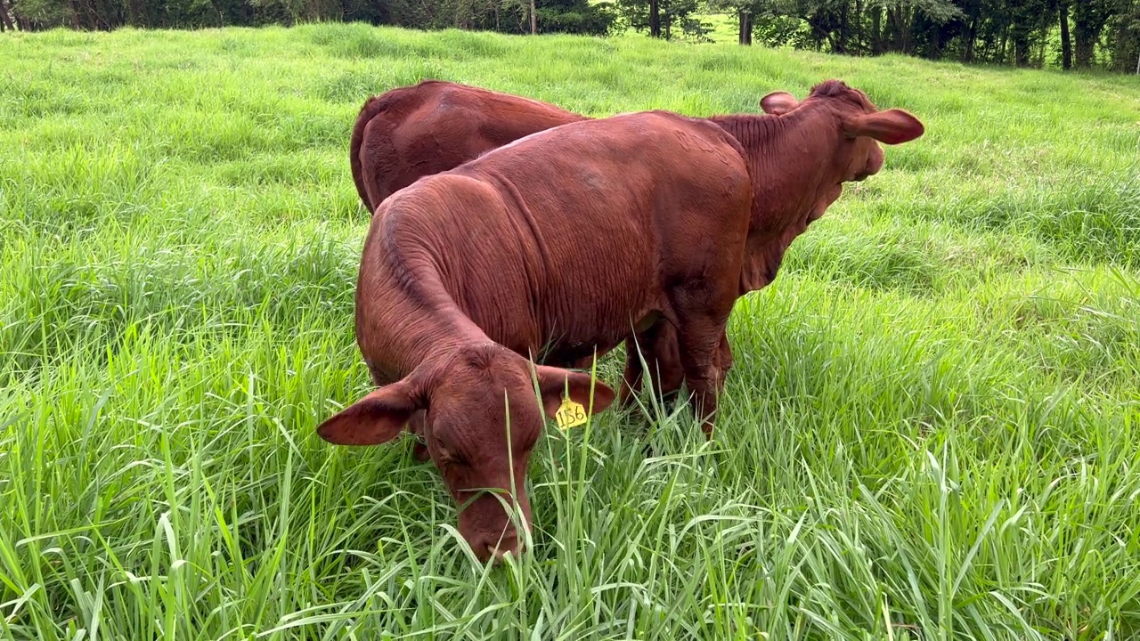 澳大利亚肉牛在农场吃草