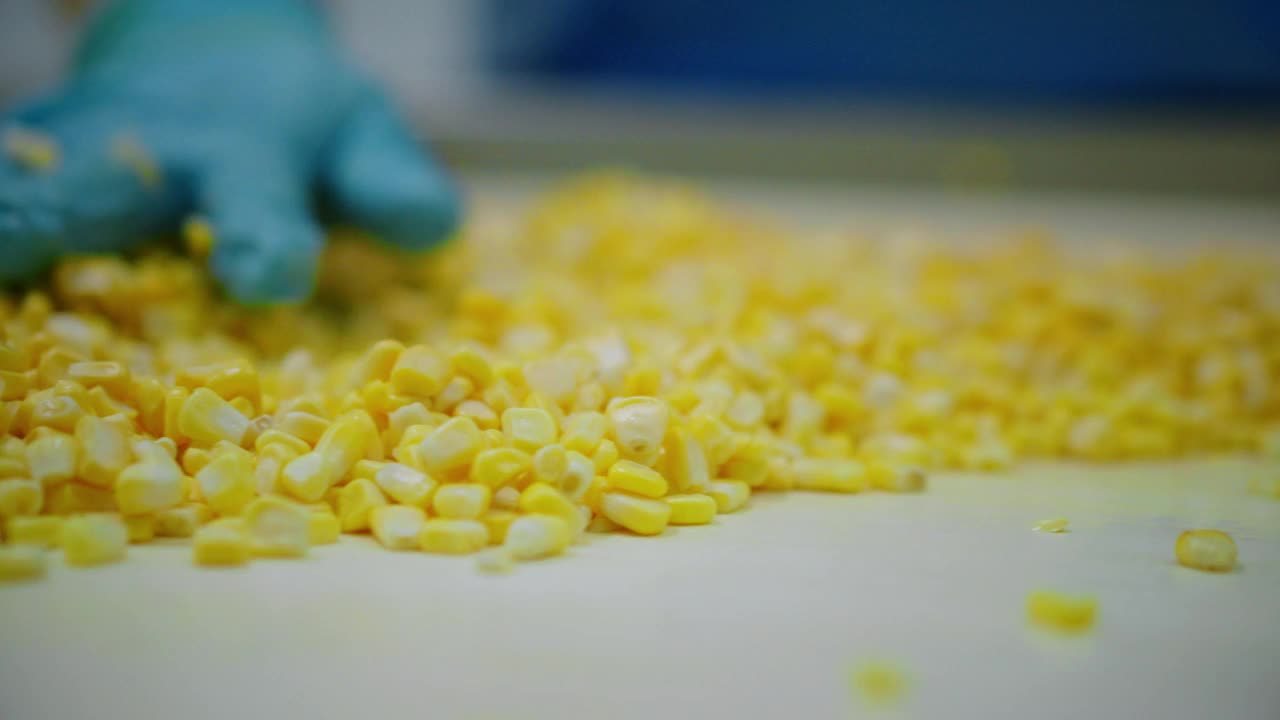 在食品厂的生产线上，工人用手控制新鲜玉米的质量。