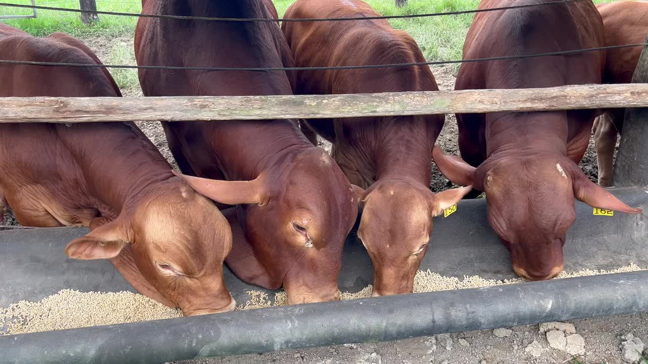 食用澳大利亚肉牛的食物