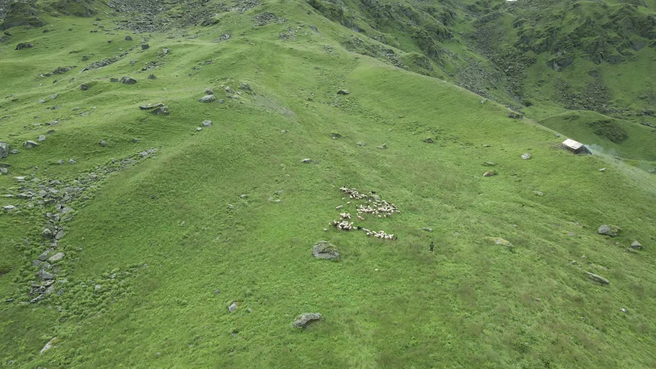 古里山上的绿地和羊