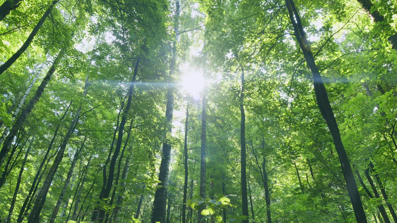 绿色森林自然背景。美丽的深绿色森林闪闪发光的阳光，树林，茎树。时间流逝。