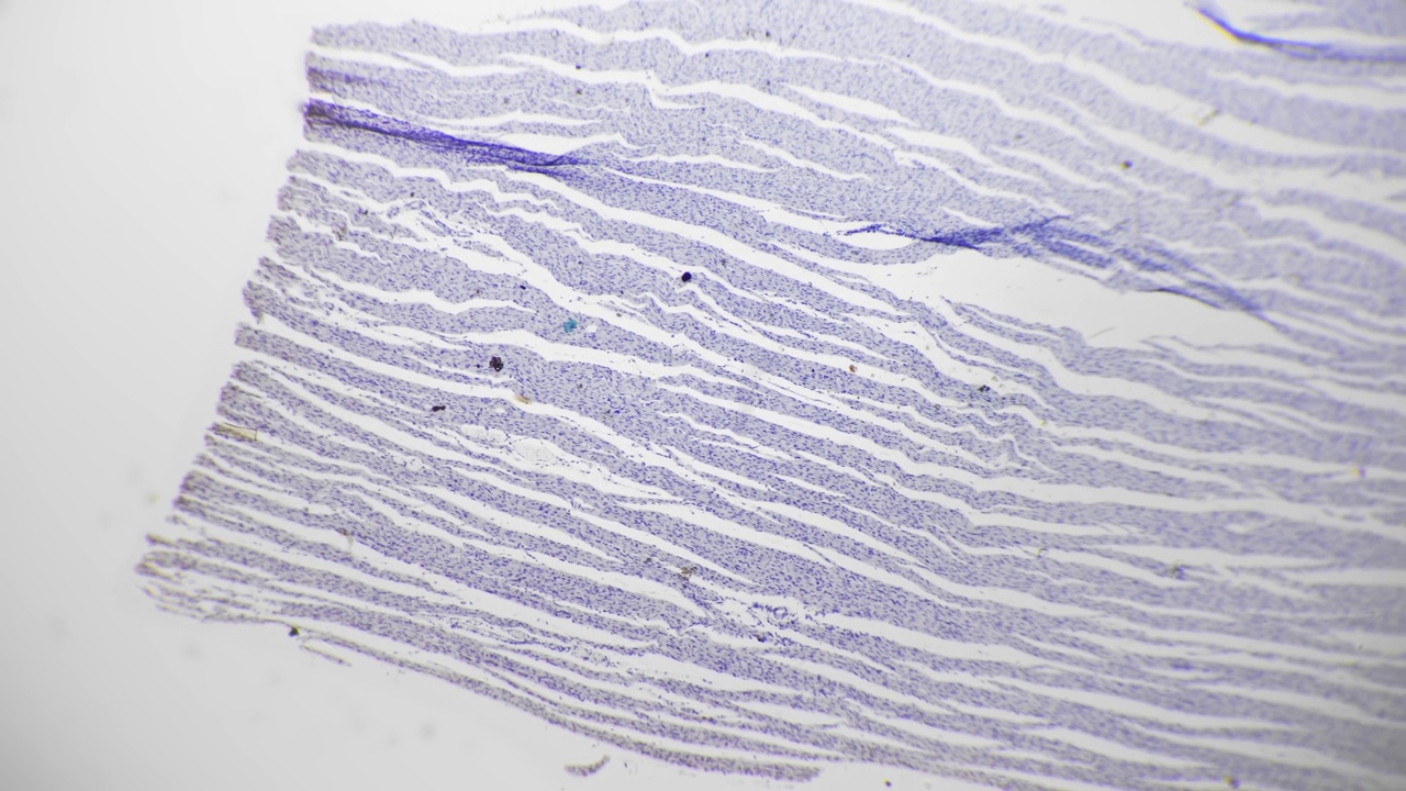 切片心肌在明亮视野背景下，光镜放大40倍