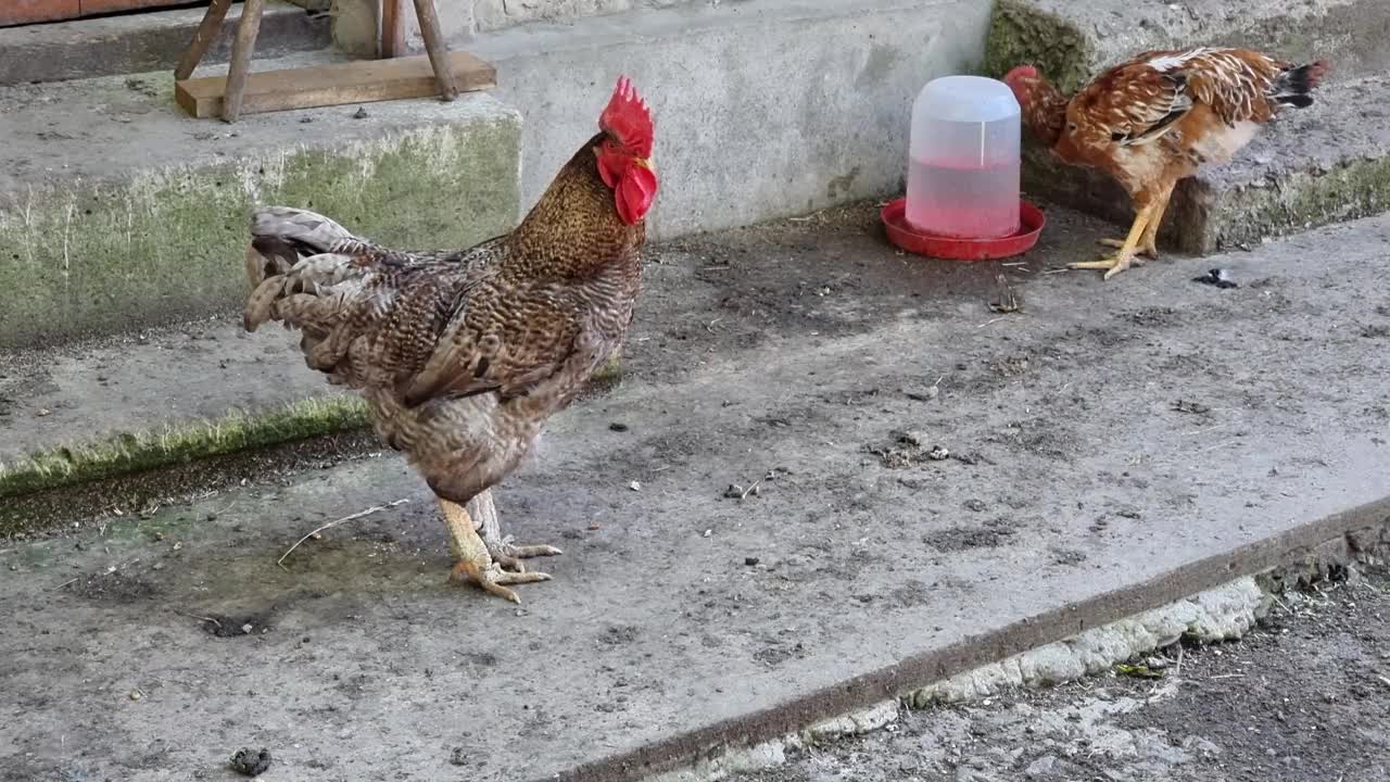 农场院子里一只红毛大公鸡和一只母鸡喝水的特写。