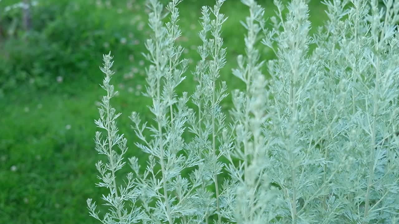 银色叶子的青蒿。灰叶白艾，白艾。Seriphidium maritimum。夏天里，花园里生长着一株又名银丘的艾草。