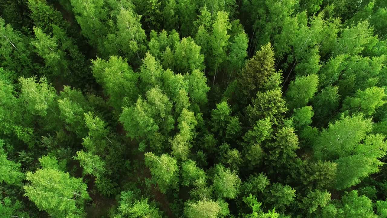 在爱沙尼亚一个晚春的早晨，我们向后行驶在新鲜的桦树林中