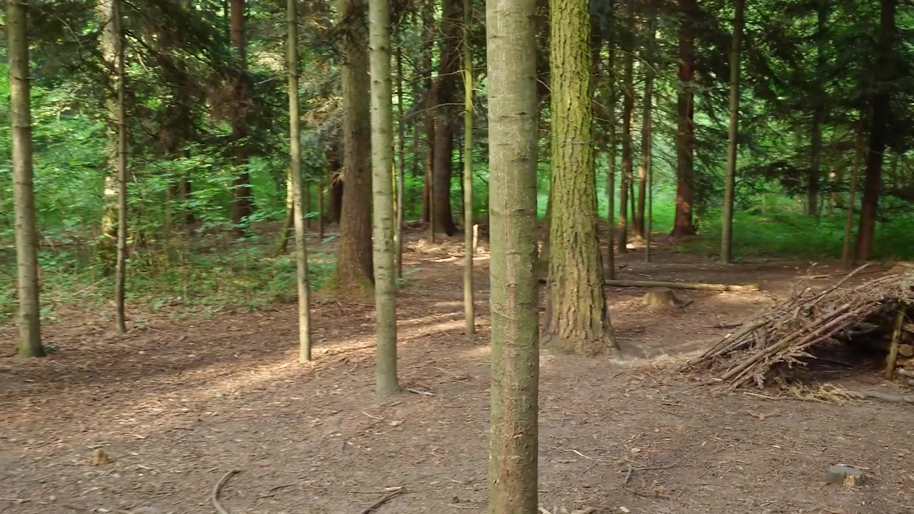 详情图-漫步在高大的树木和茂密的植被之间的森林里。阳光明媚的夏日，真实的时光，没有人