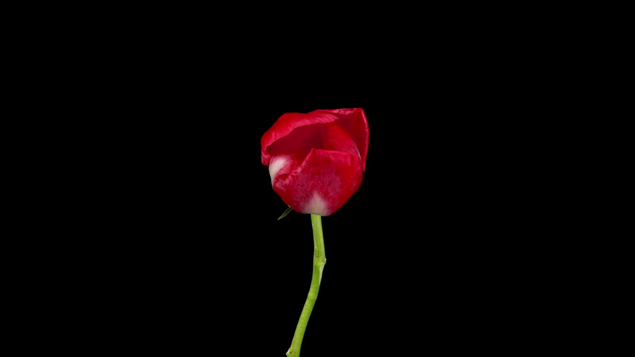 黑色背景上绽放的红色牡丹花，特写。情人节的概念。母亲节，节日，爱情，生日背景设计。4K超高清视频延时播放