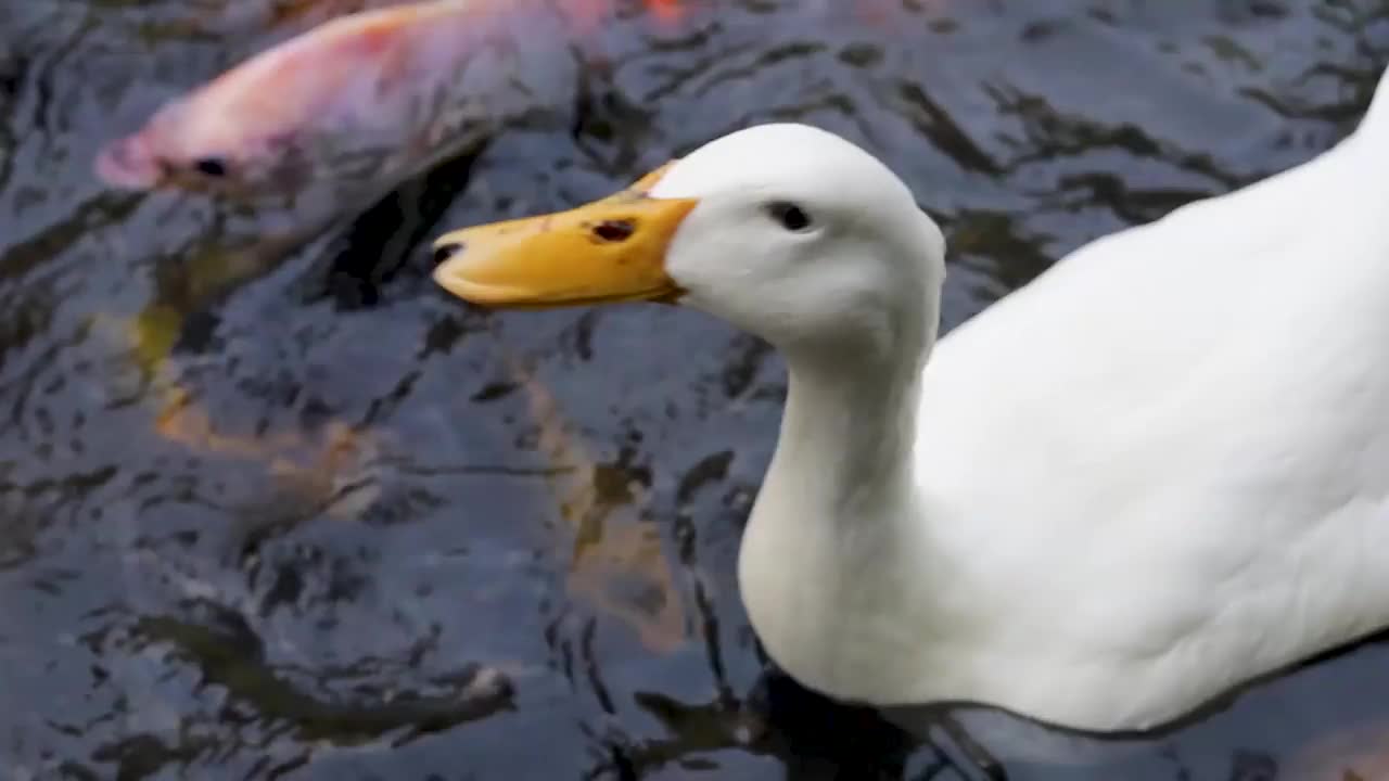 鸭子和锦鲤在池塘里游泳