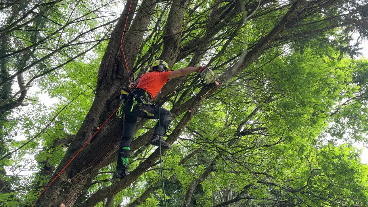 伐木工人带着锯子和马具爬树