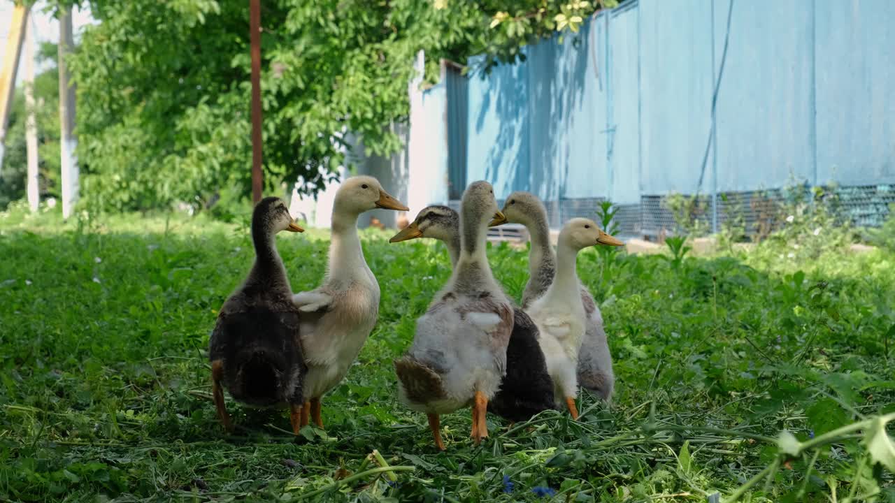 农牧业的概念。家禽的院子。4K慢动作水平镜头。夏天，灰色和黄色的小鸭子成群地走在村里的绿草地上。后面的观点。