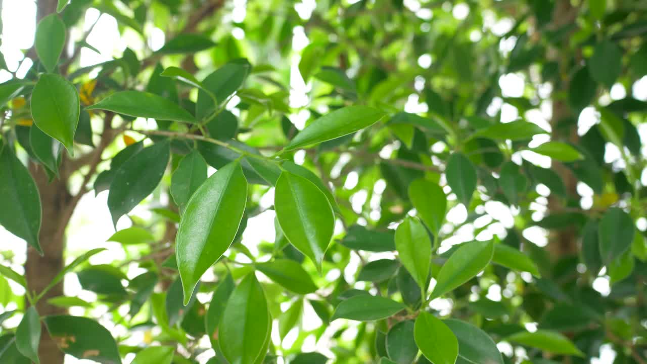 种植榕树或榕树作为绿色围栏，为私人区域建立安全防线