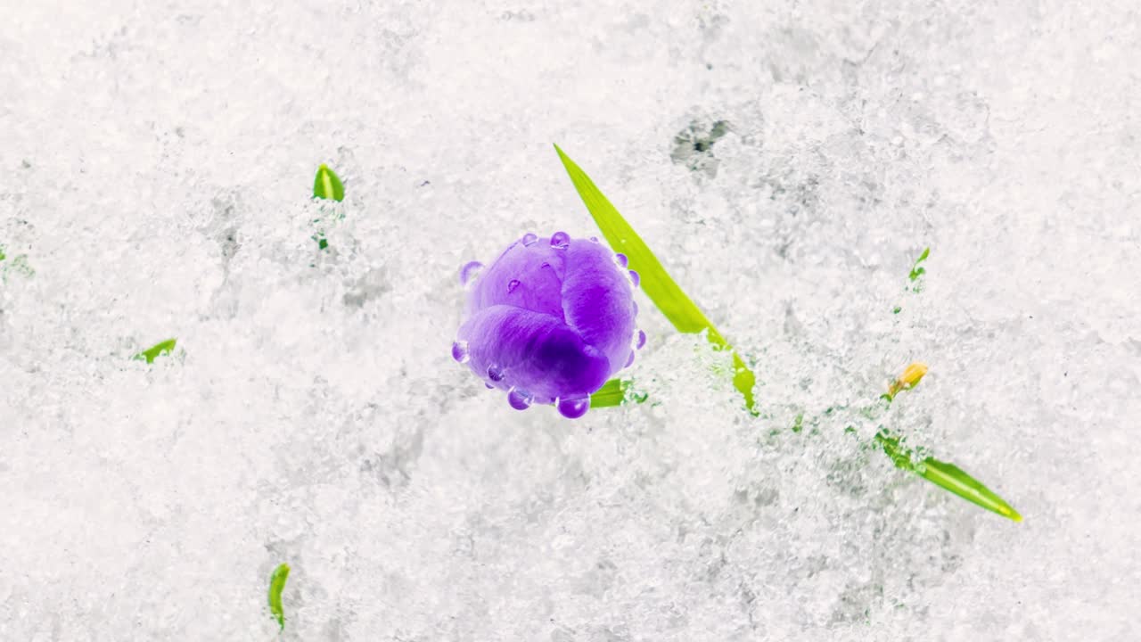春光明媚的草地上，番红花盛开，雪水融化
