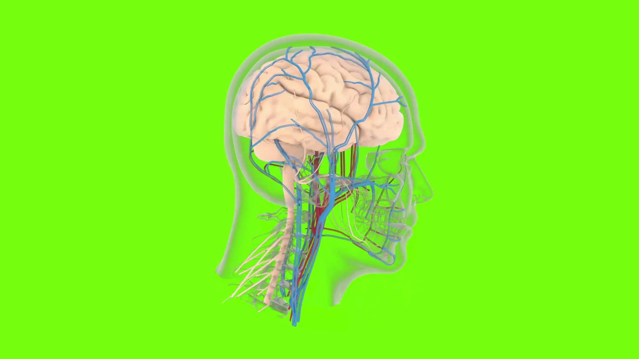 脑部扫描可视化动画。实验室显示诊断数据。人类疾病研究。肿瘤检测专用医疗设备。神经学测试。x射线。断层扫描MRI, CT头部检查