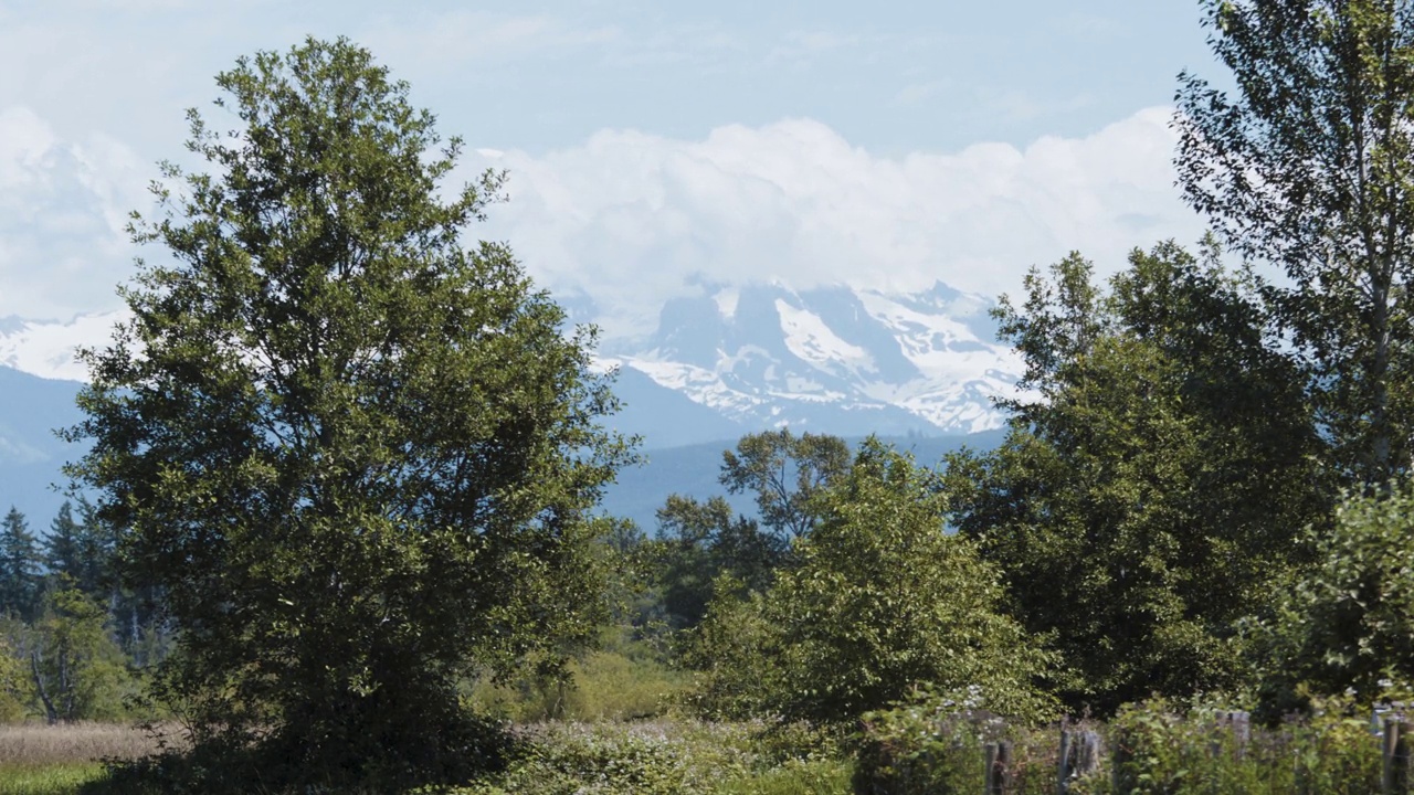 阳光明媚的夏日景色——华盛顿州芬代尔市霍凡德公园的贝克山雪峰和翱翔的鸟