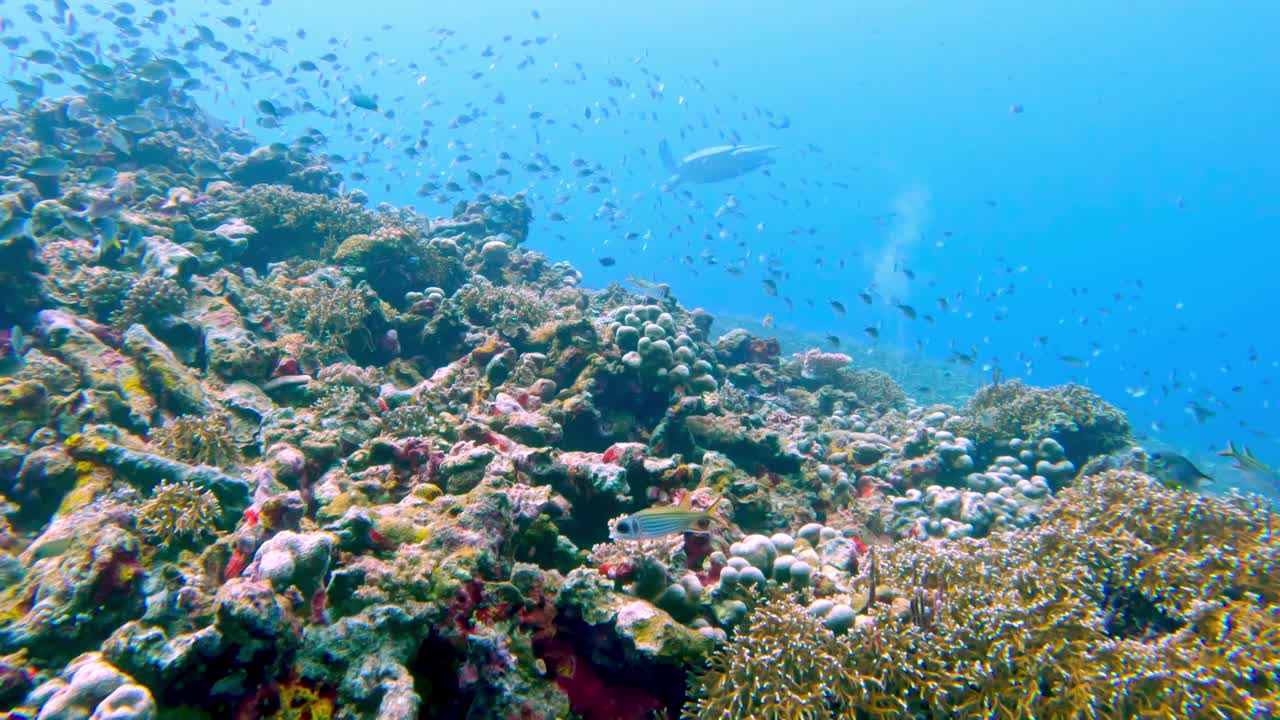 美丽的水下彩色热带珊瑚礁和海鱼。探索海洋中的野生动物风景。在亚洲珊瑚礁平静的海洋浮潜。明亮充满活力的生物多样性海洋动植物深度世界