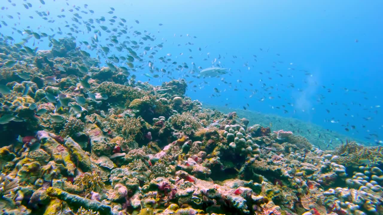 詳情圖-美麗的水下彩色熱帶珊瑚礁和海魚。探索海洋中的野生動(dòng)物風(fēng)景。在亞洲珊瑚礁平靜的海洋浮潛。明亮充滿活力的生物多樣性海洋動(dòng)植物深度世界