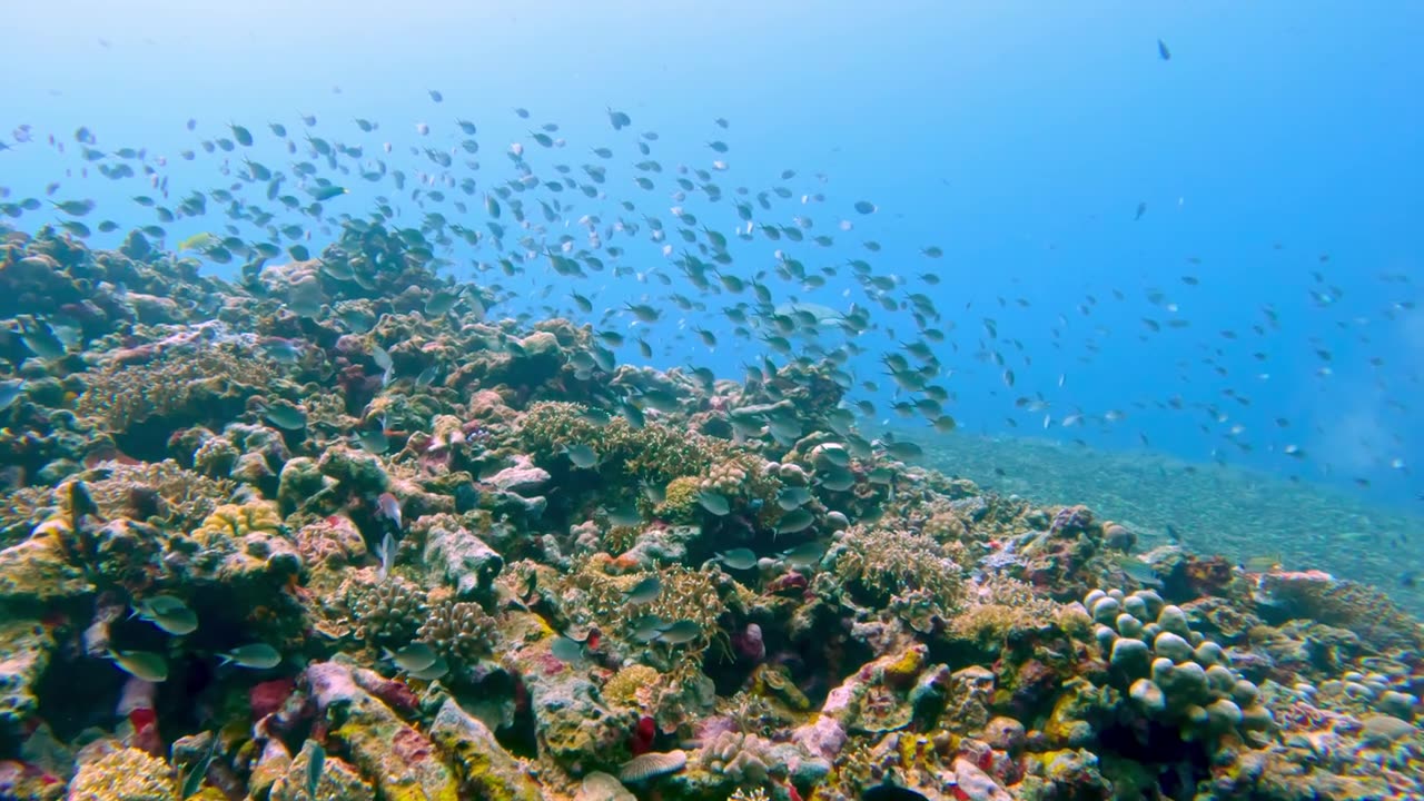 詳情圖-美麗的水下彩色熱帶珊瑚礁和海魚。探索海洋中的野生動(dòng)物風(fēng)景。在亞洲珊瑚礁平靜的海洋浮潛。明亮充滿活力的生物多樣性海洋動(dòng)植物深度世界