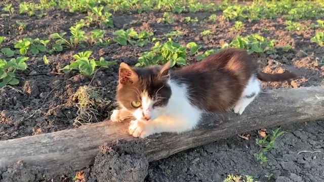 一只毛茸茸的猫在干燥的树上磨爪子