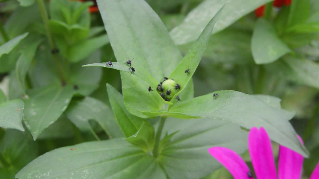 被蚂蚁覆盖的花茎