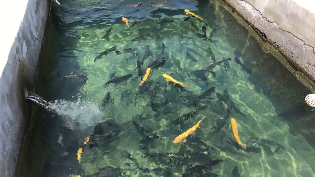 在养鱼场养殖的鳟鱼，动物