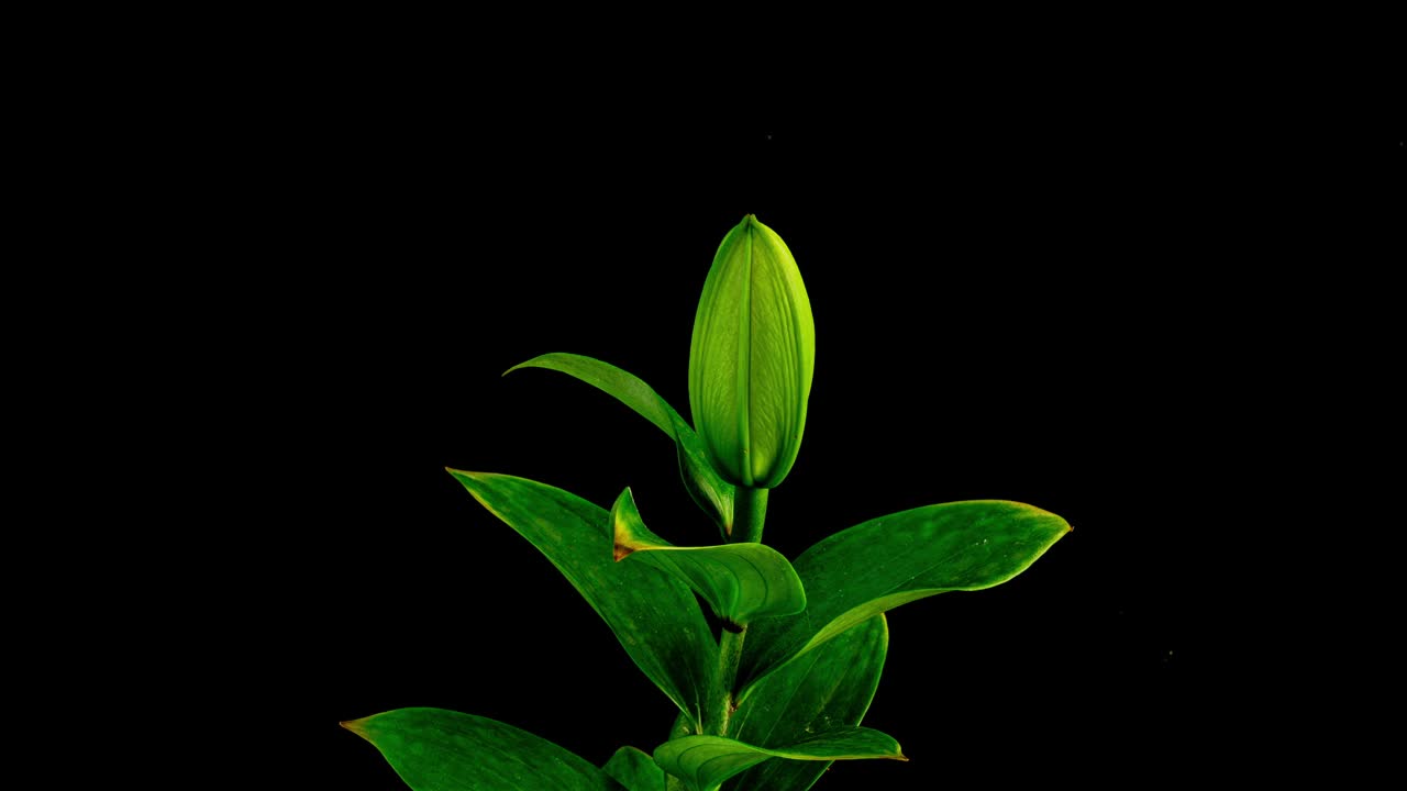 百合花开了。白色的黄花菜在白色的背景上开放。延时，盛开的莉莉花的特写特写。时间流逝。孤立的黑色背景。4K超高清视频
