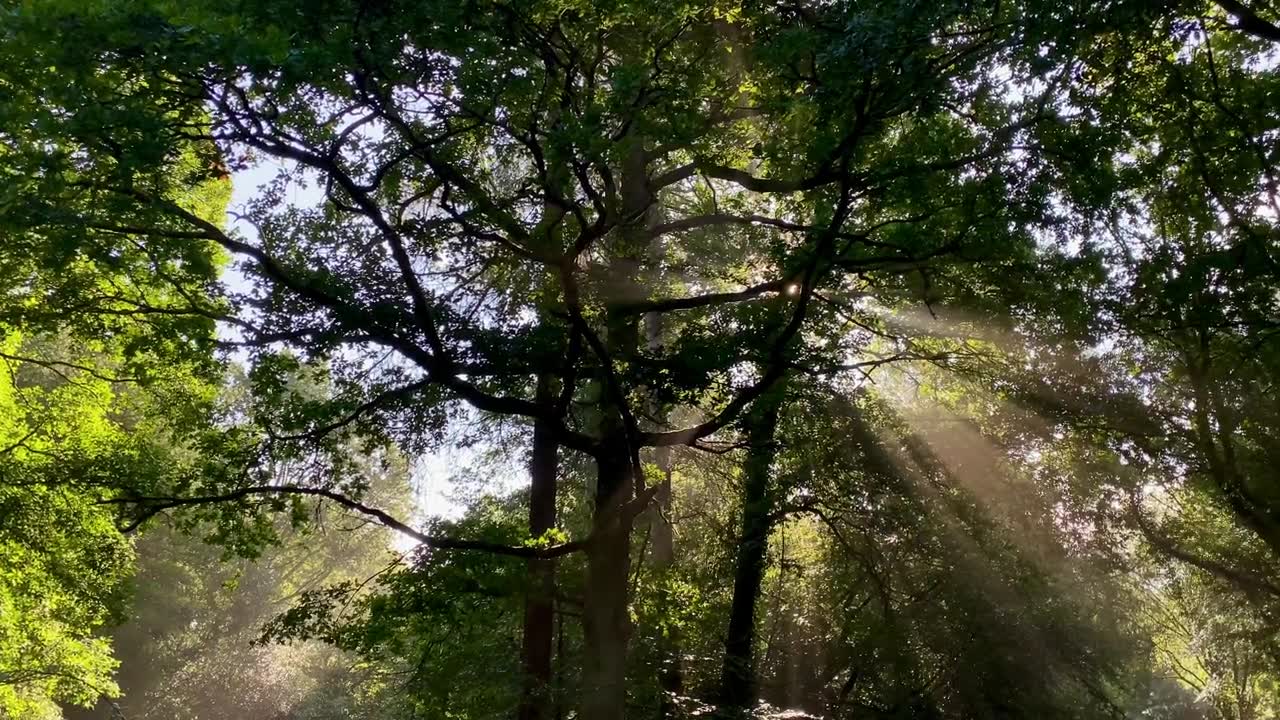 詳情圖-溫暖的陽光穿過田園詩般的綠色森林