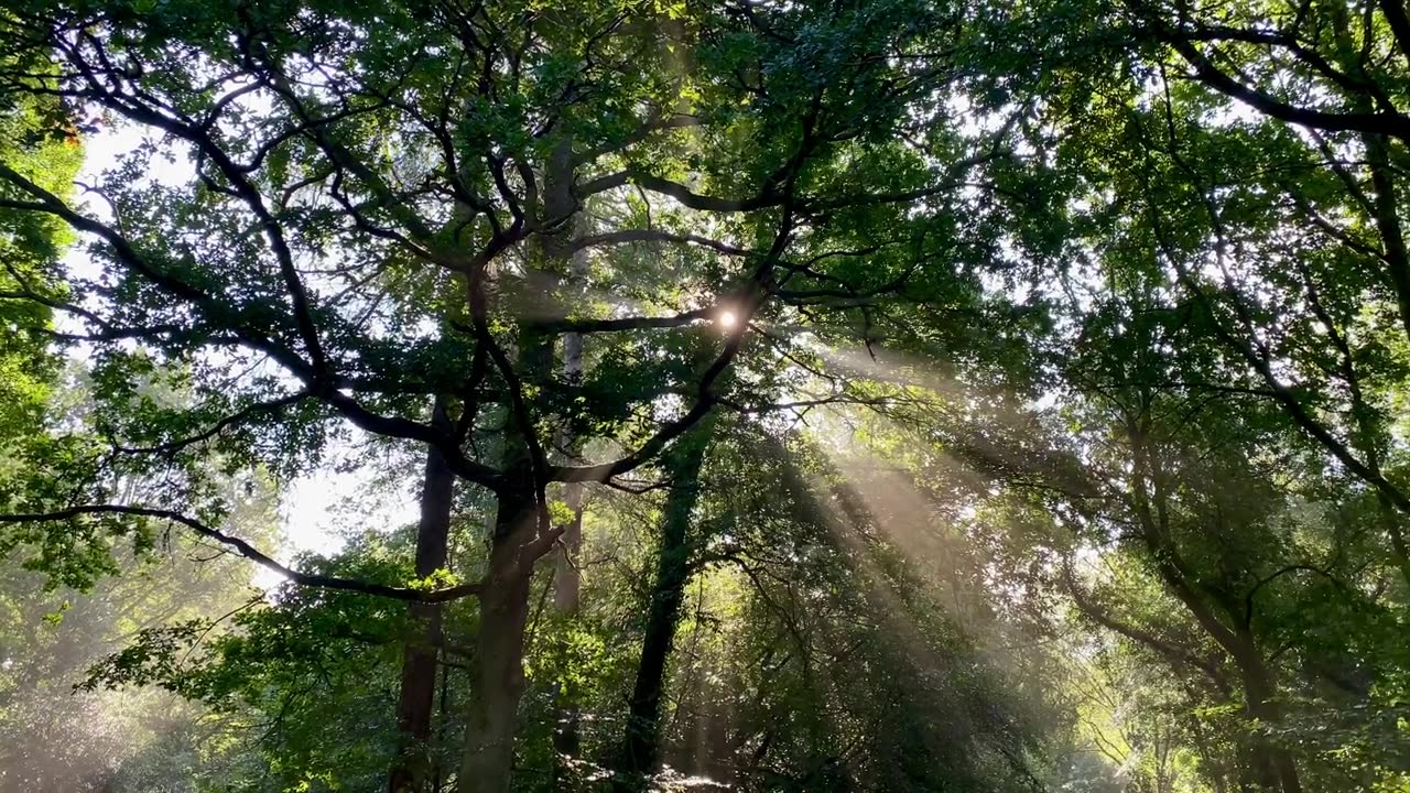 詳情圖-溫暖的陽光穿過田園詩般的綠色森林