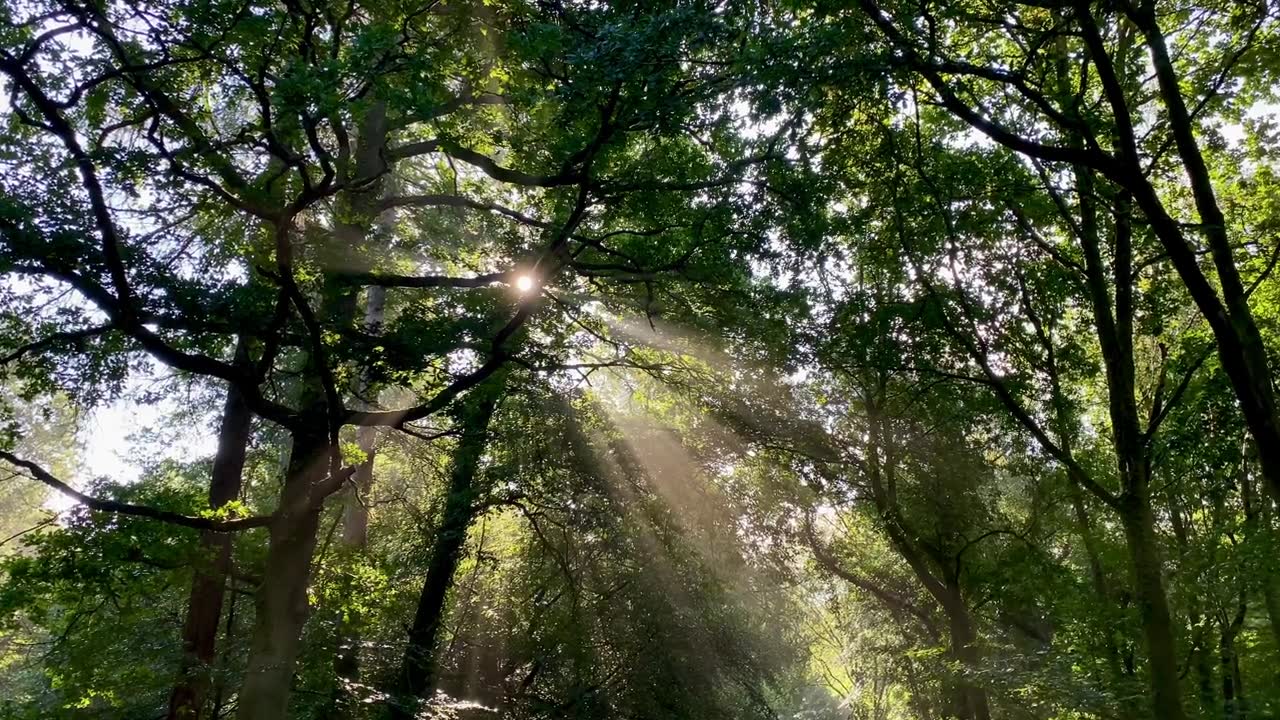 詳情圖-溫暖的陽光穿過田園詩般的綠色森林