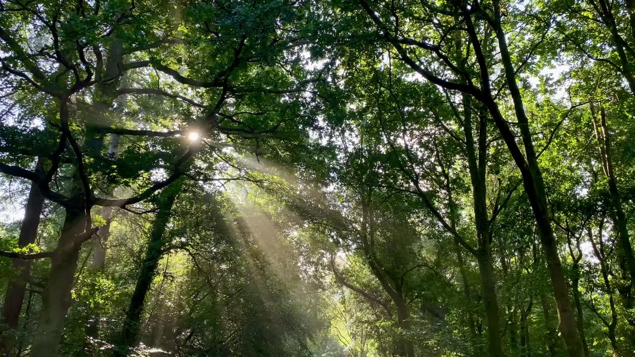 詳情圖-溫暖的陽光穿過田園詩般的綠色森林