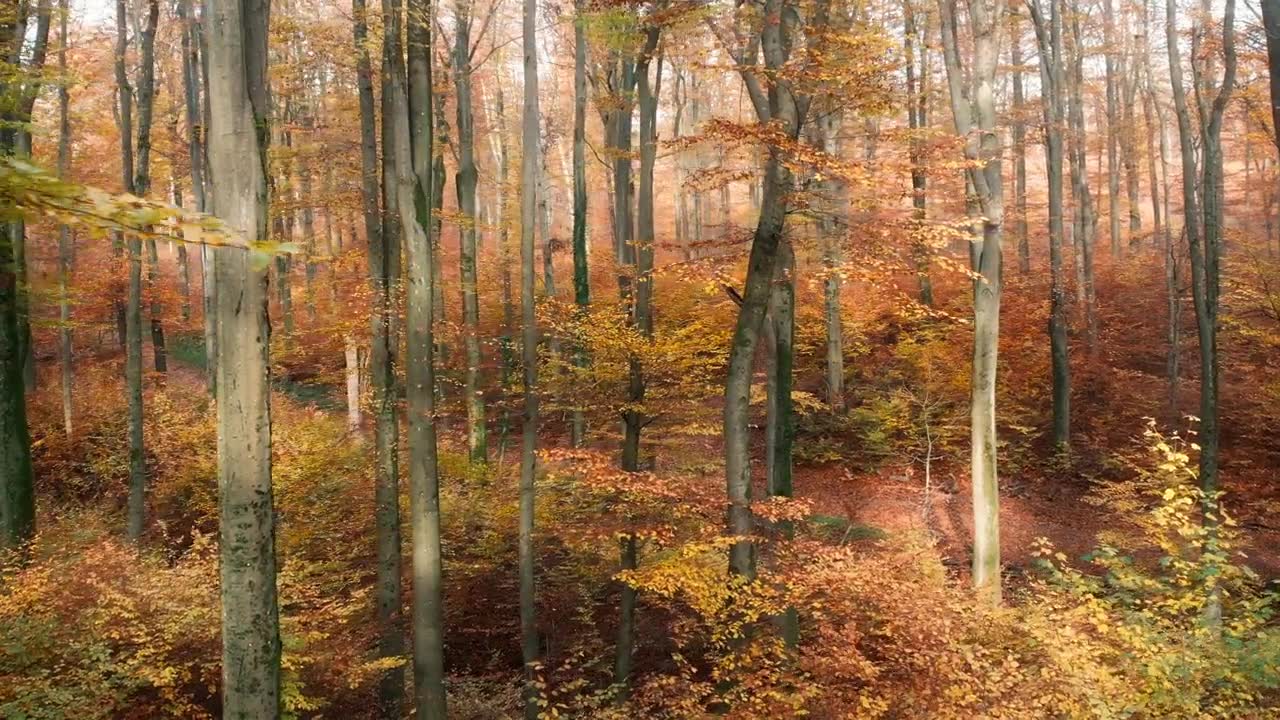 詳情圖-無人機拍攝的秋季風景森林