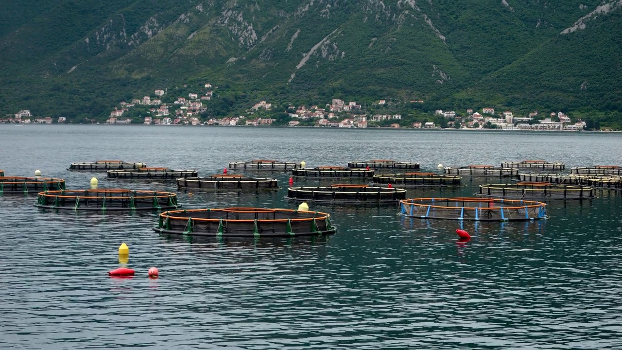 漂浮在海湾的鱼或贻贝养殖场。海产品经营和养殖。