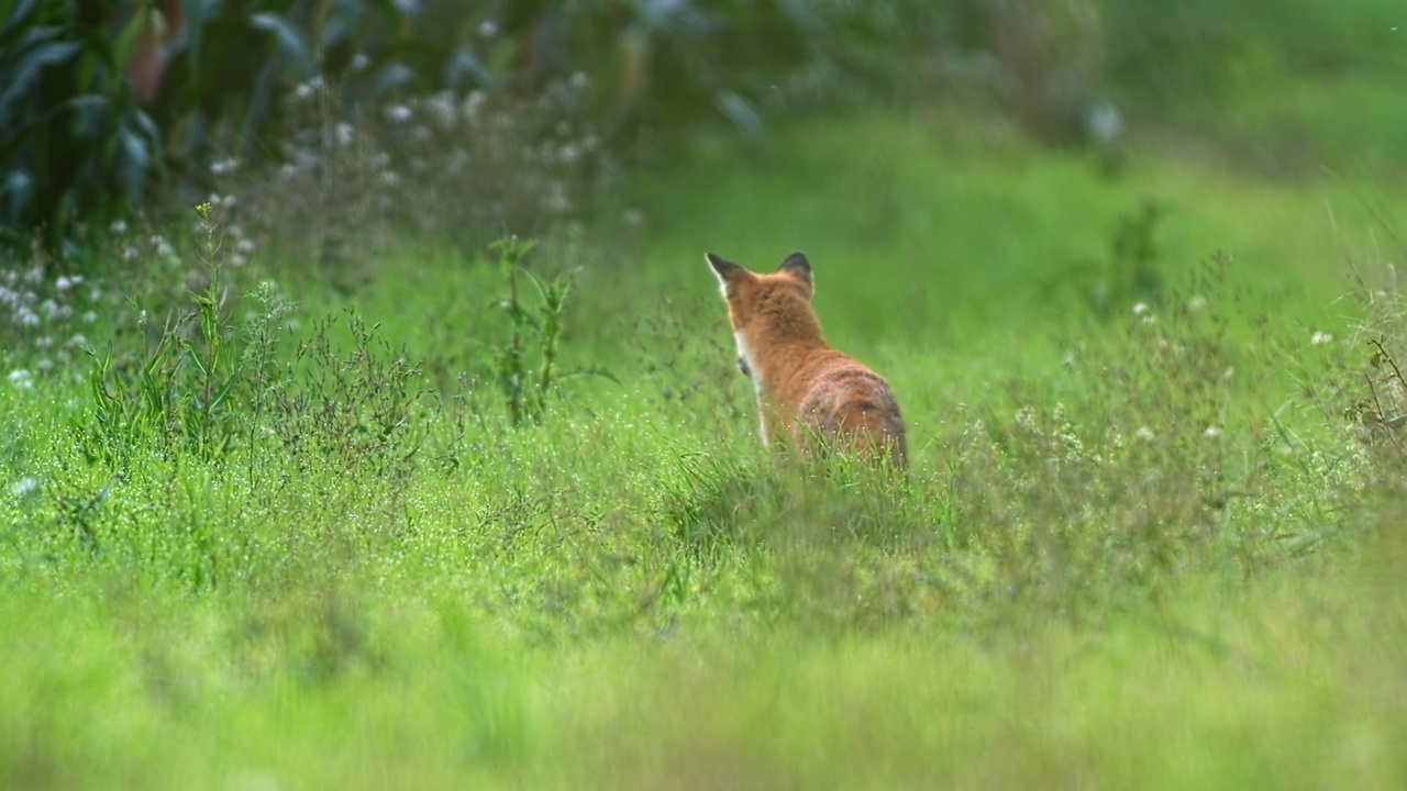 傍晚，小红狐(Vulpes Vulpes)在草地上寻找猎物