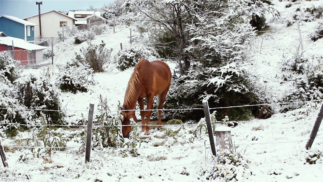 在阿根廷火地岛乌斯怀亚省，棕色的马在篱笆后面的雪地里寻找草。