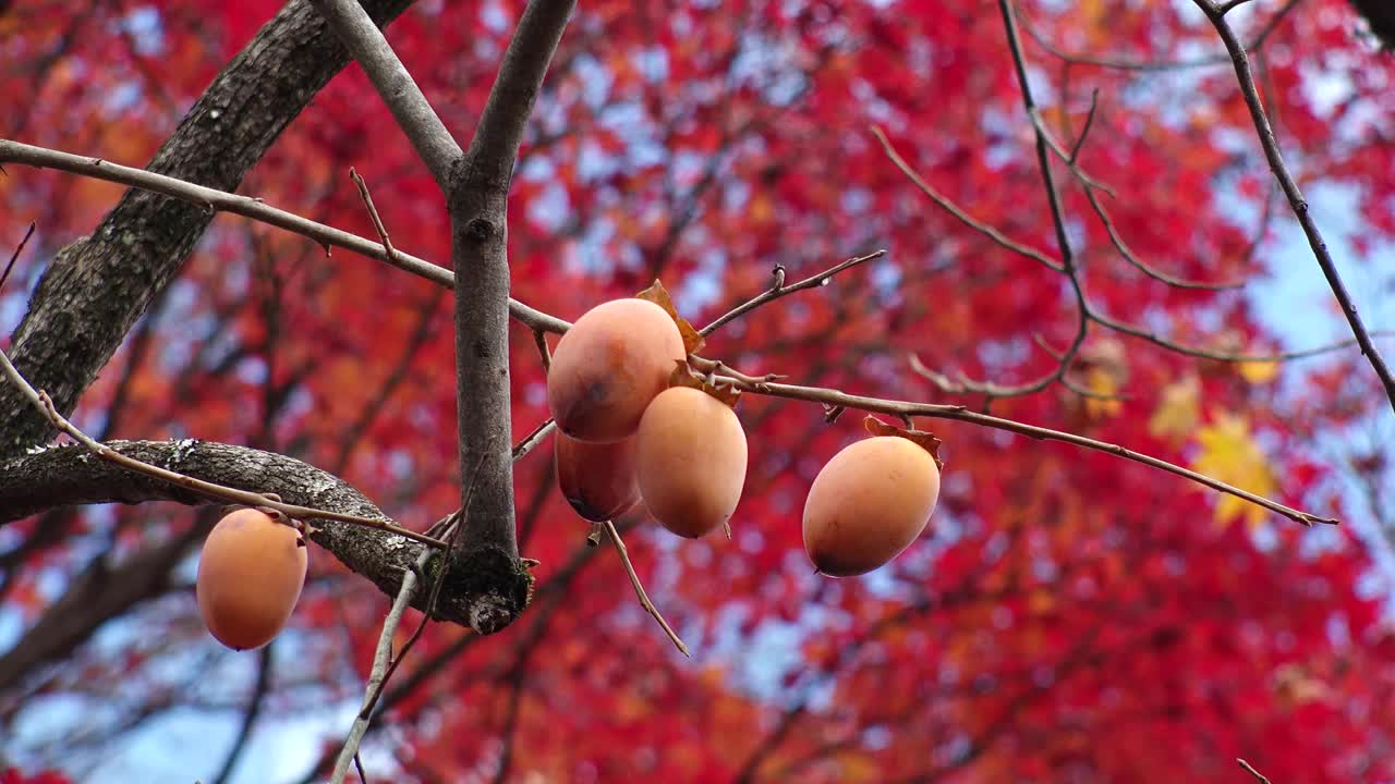 日本，京都:看柿子的果实和树枝。