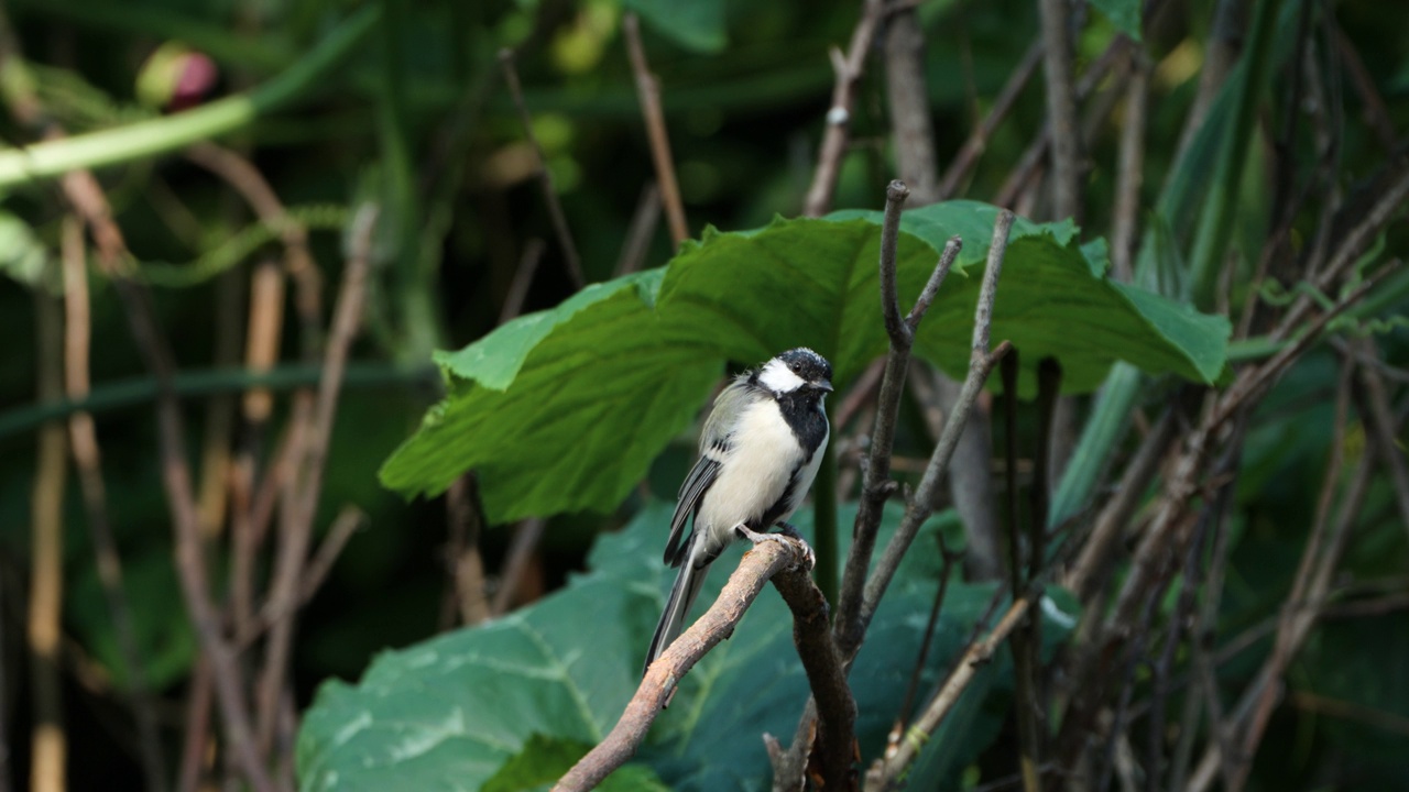 日本山雀(Parus minor)鸟平衡栖息在小干树枝在夏天的一天-特写