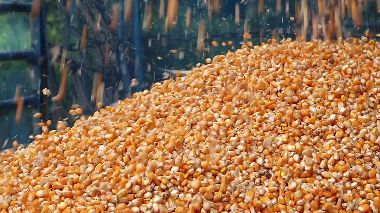 慢莫农业的玉米粒慢慢落在一辆小货车上。