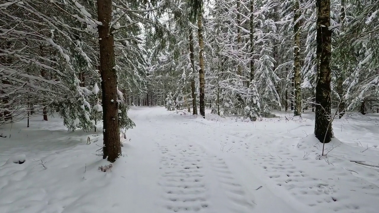 宁静的雪林在一个雄伟的松林在冬季的慢动作降雪。