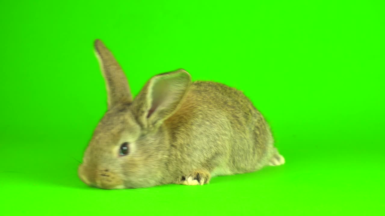 兔子有绿色背景屏幕