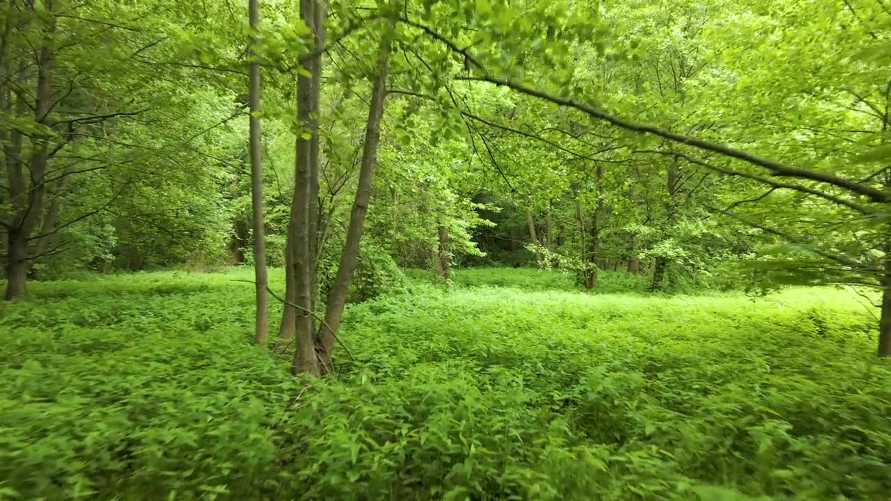 詳情圖-森林里綠色的落葉中飛過一架雄蜂穿過樹林