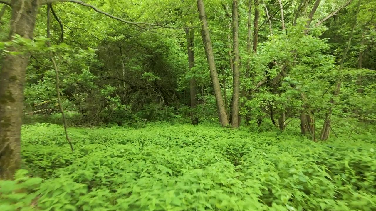 詳情圖-森林里綠色的落葉中飛過一架雄蜂穿過樹林