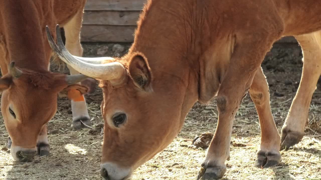 长角肉牛特写