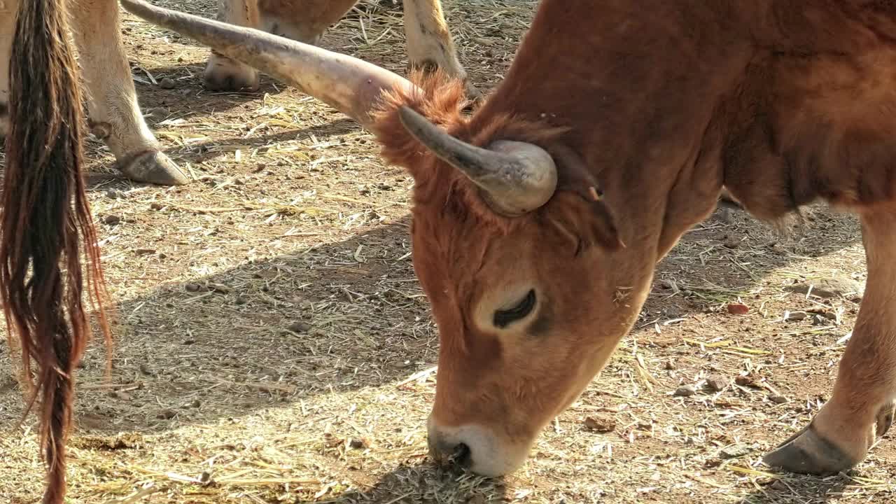 长角肉牛特写