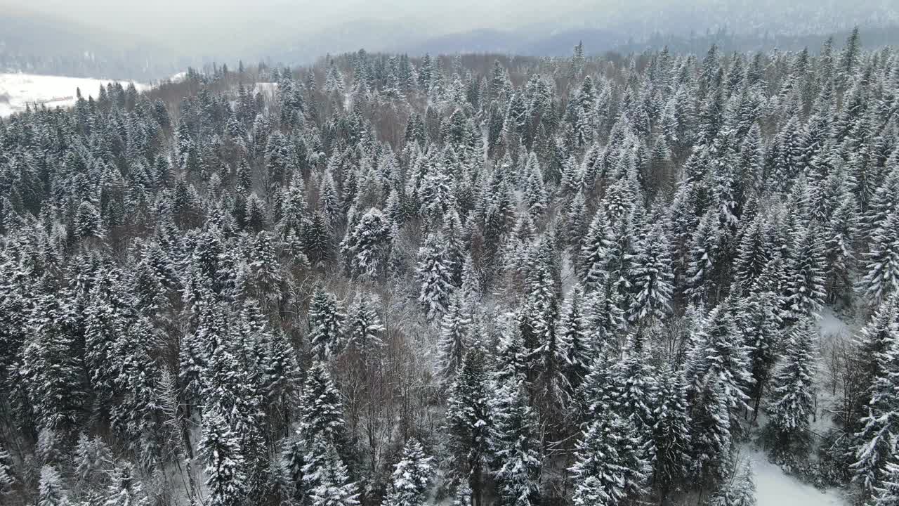 林木松林视频拍摄森林冬季