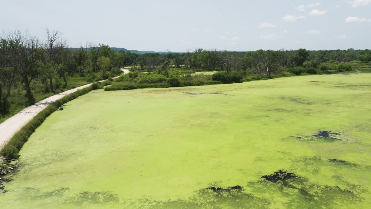 翠绿的水藻在Trempealeau湿地表面绽放。